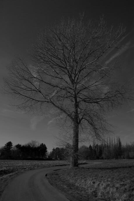 Tree by the road