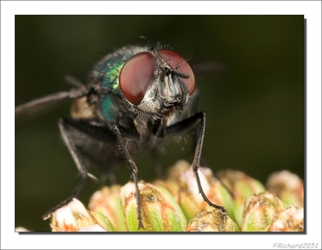 Groene Vleesvlieg