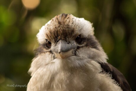 Kookaburra