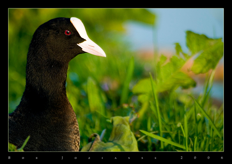 Fulica atra (Meerkoet)