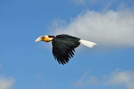 Jonge Jaarvogel in vlucht