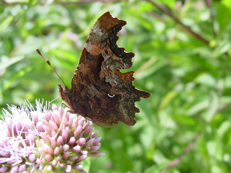 't is net een blad