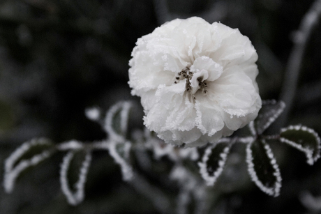 Frosted Rose B/W