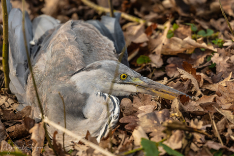 The heron in need