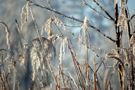 Winterse sferen in het Goudse Hout