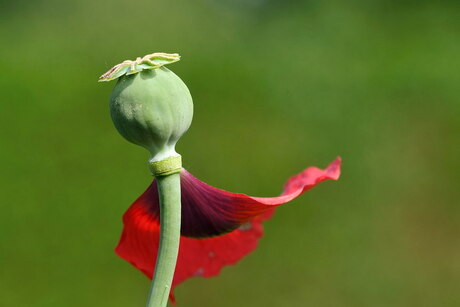 Papaver