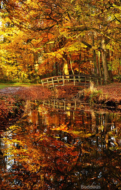 de herfst in het water 2 1211115774mnw.jpg