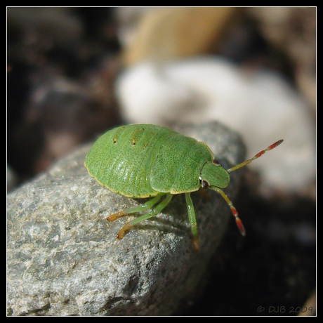 Green Bug