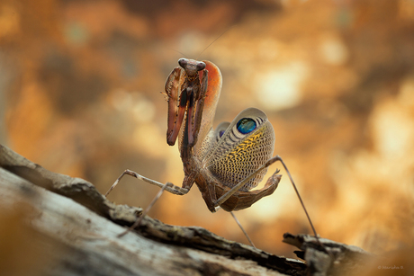 Peacock Mantis