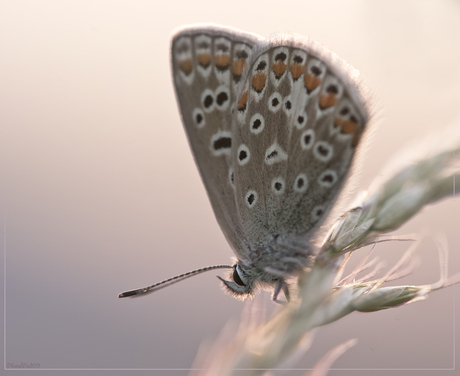 Backlight Beauty