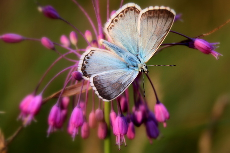 blauwtje op paarse bloem