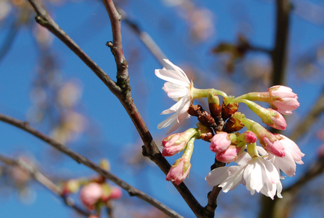 De lente begint!!!