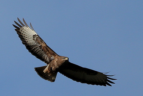 Buizerd