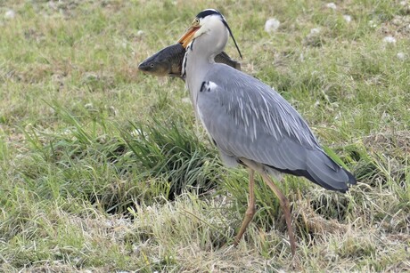 P1060362 Bermtoerist nr5 H v H Haakweg 6 mei 2019