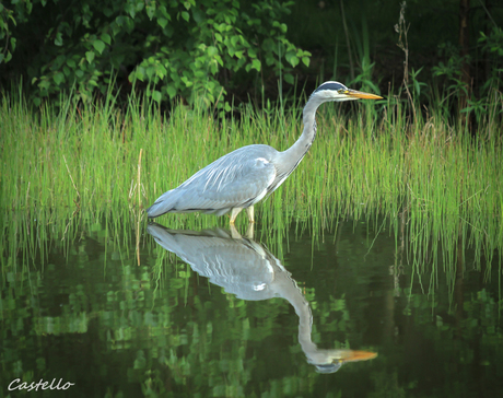 REIGER01