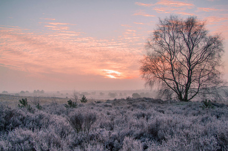 Mooi berijpte hei op de Veluwe