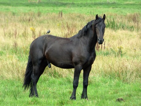 Fries paard met spreeuw op rug