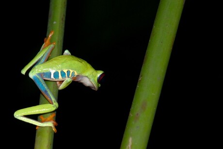 Groene kikker