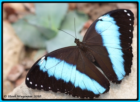 Morpho