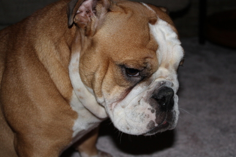 Mijn bulldog