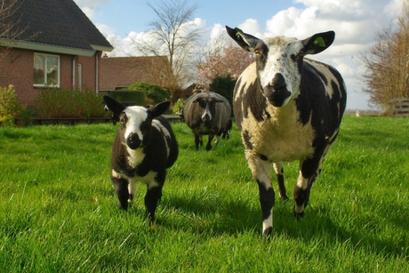 in optocht achter elkaar aan