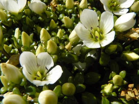 Ontluikende bloemen