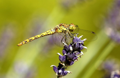 Libelle op Lavendel 2