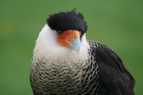 Kuifcaracara