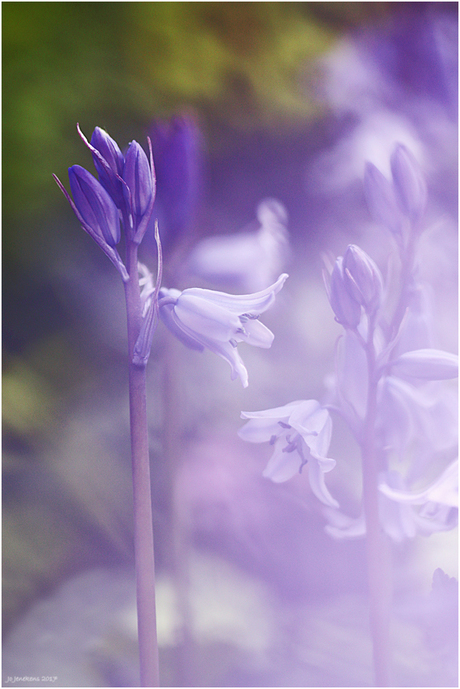 Into the Scilla-fog