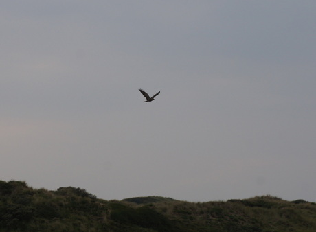 Roofvogel boven duin Noordwijk