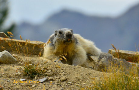Marmot in de Franse alpen