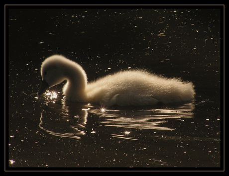Zwaantje ziet sterretjes