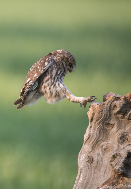 Steenuiltje landing