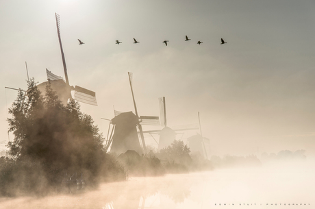 Hollandse ganzenvlucht