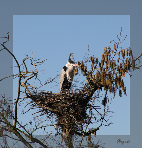 reiger