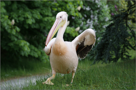 walking Pelican