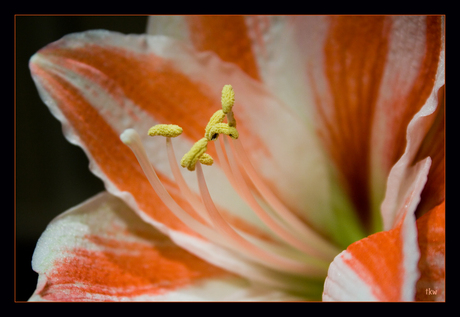 Amaryllis 1