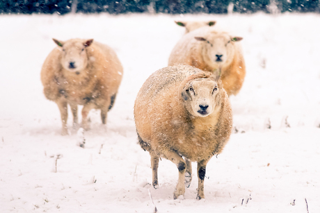 schapen in de sneeuw