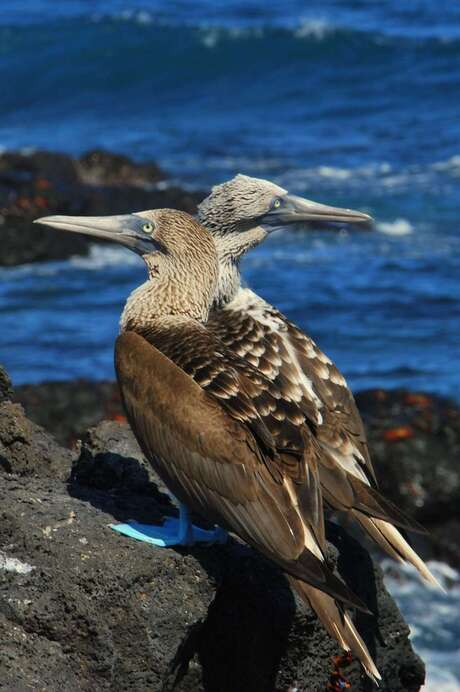 Blue-footed Boobies