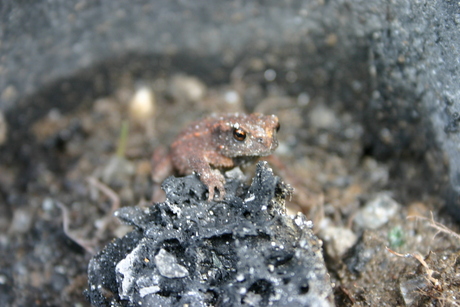 frog at the rock