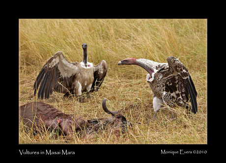 Vultures in Masai Mara