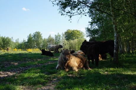 Groep Galloway runderen.