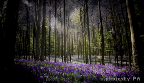 Hallerbos drama