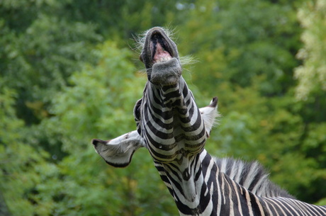 Lachende zebra