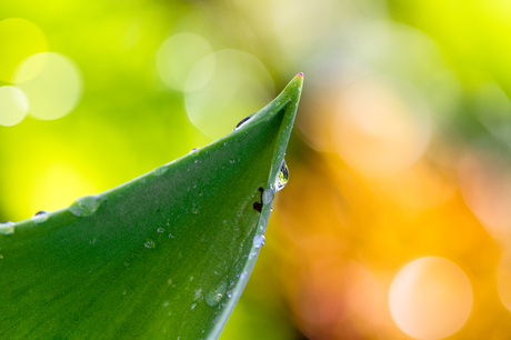 Bokeh