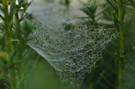 spinneweb in de mist (4)