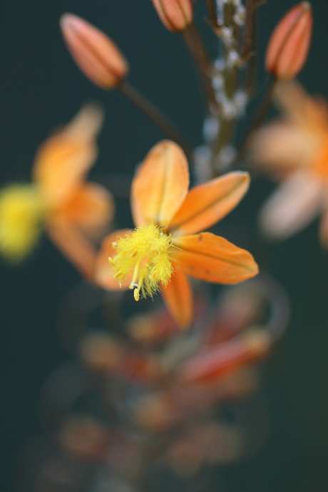 Orange Yellow flower