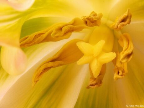 tulp