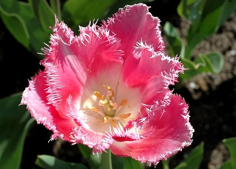 pink tulip