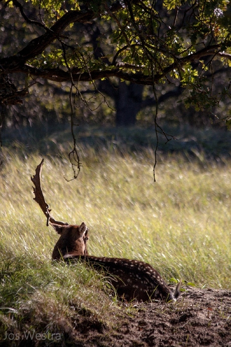 Wandeling bij Vogelenzang (NH)-2.jpg